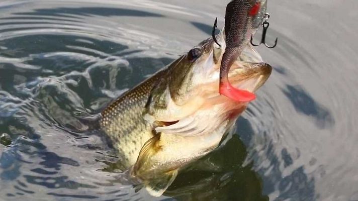 Jara y sedal - Las claves para pescar sargos