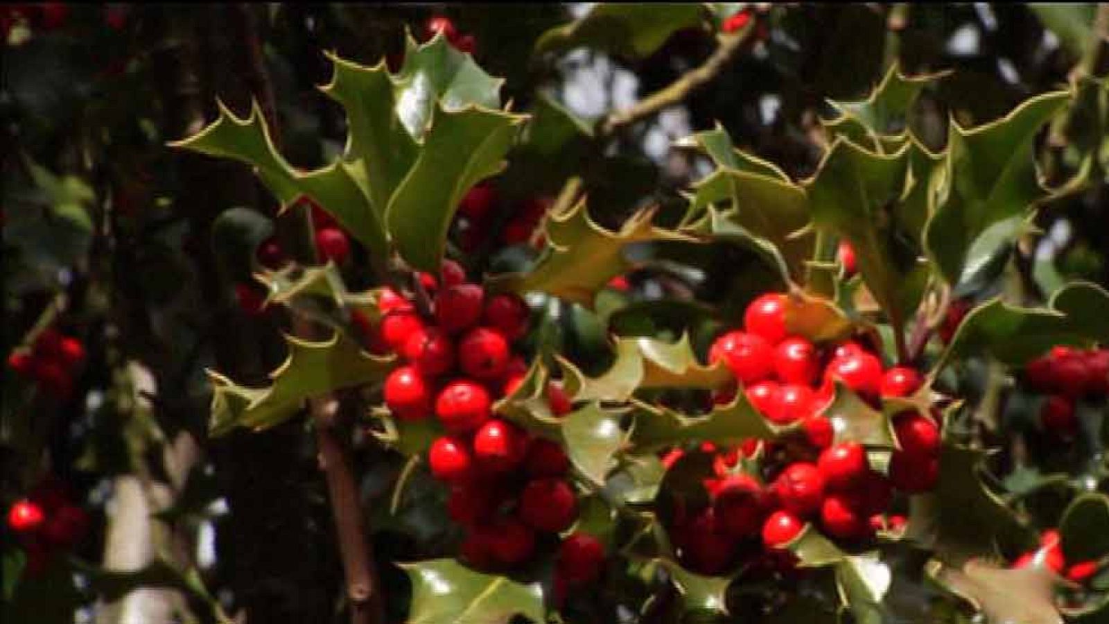 Acebo protegido y precioso en Soria