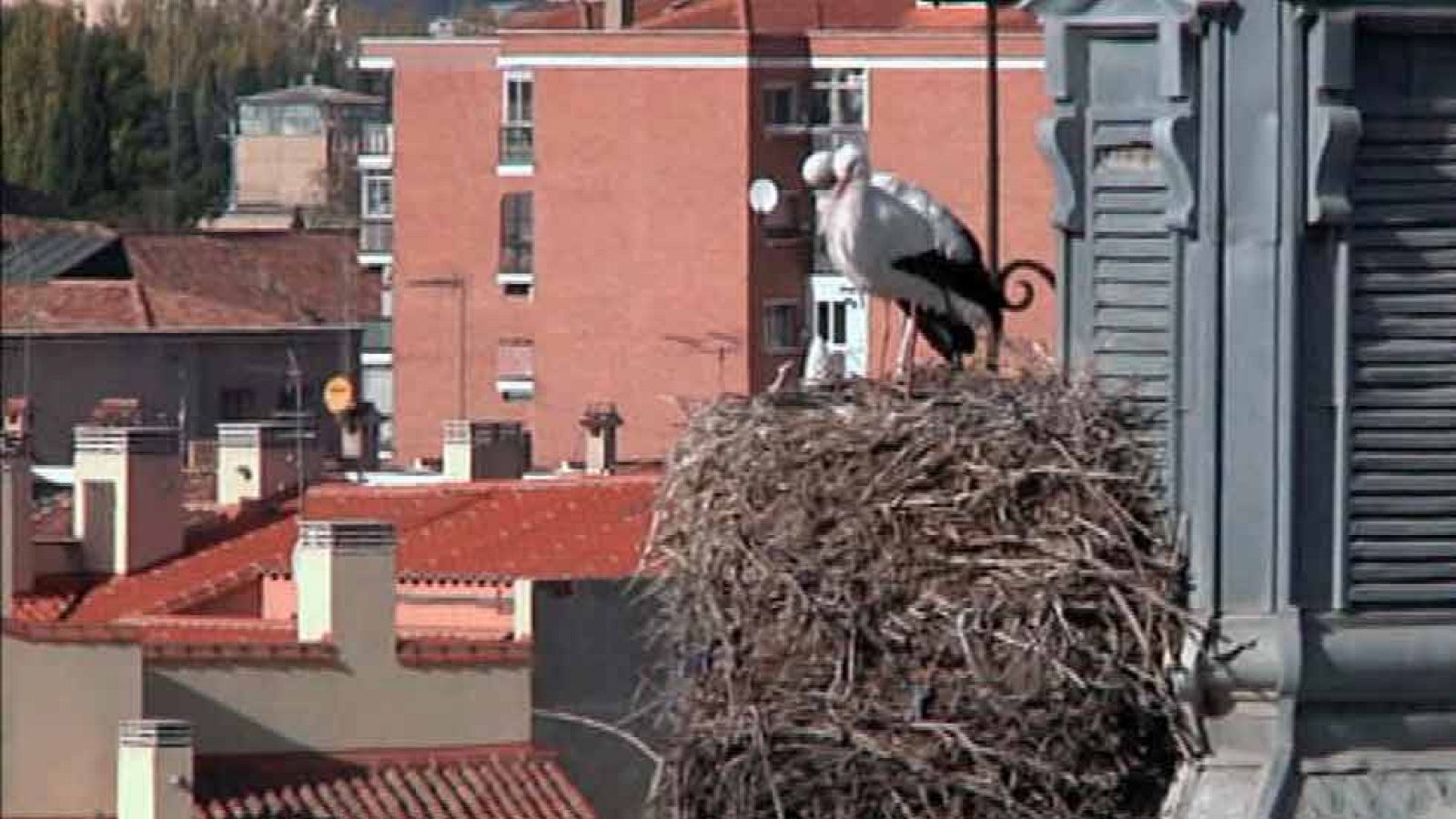 Cigüeñas, las reinas de Alcalá de Henares
