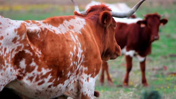 Otros documentales - Guardianes de la Biodiversidad: Ganaderos