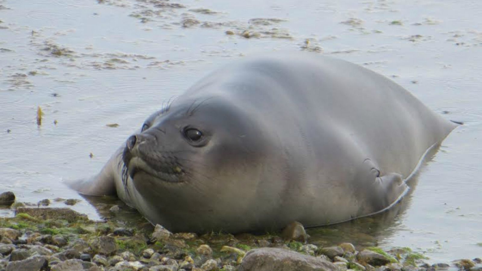 Elefantes marinos de la Patagonia