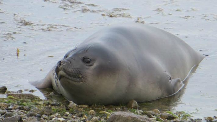 Aquí la Tierra - Elefantes marinos de la Patagonia