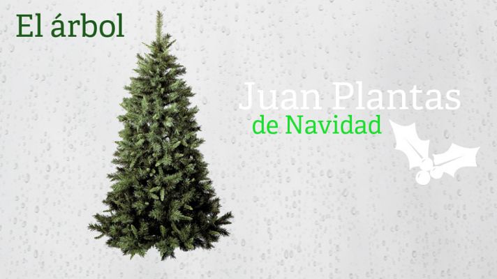 Aquí la Tierra - Juan Plantas y el abeto de Navidad