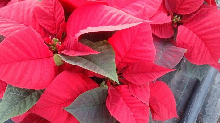 Aquí la Tierra - Cómo conservar la flor de Pascua