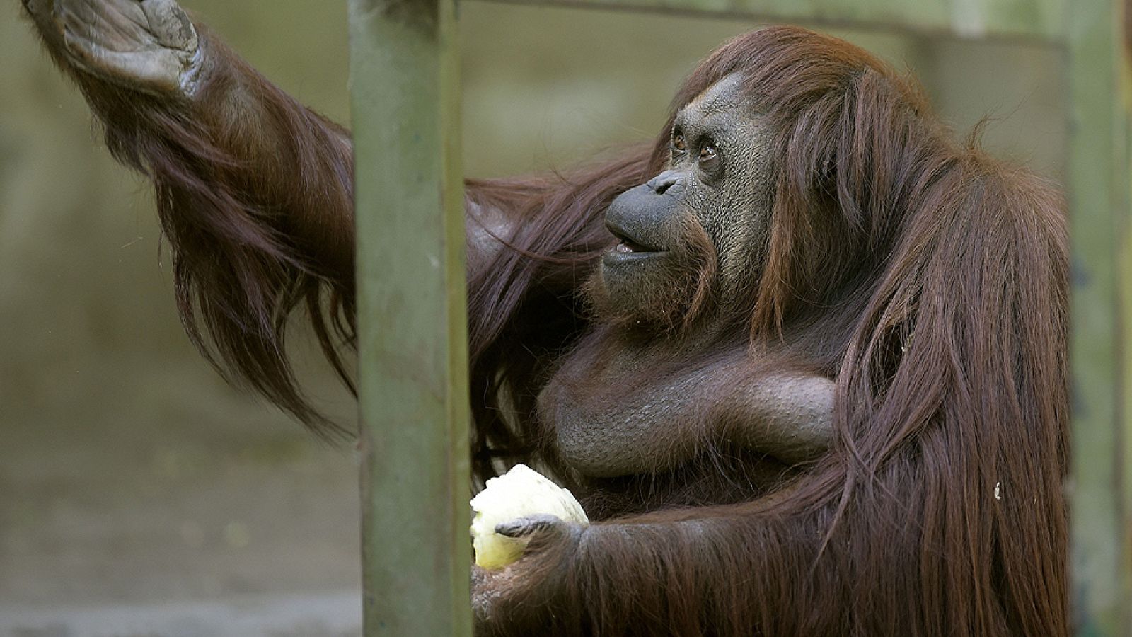 La Justicia argentina reconoce el derecho de una orangután a vivir en semilibertad | Ver