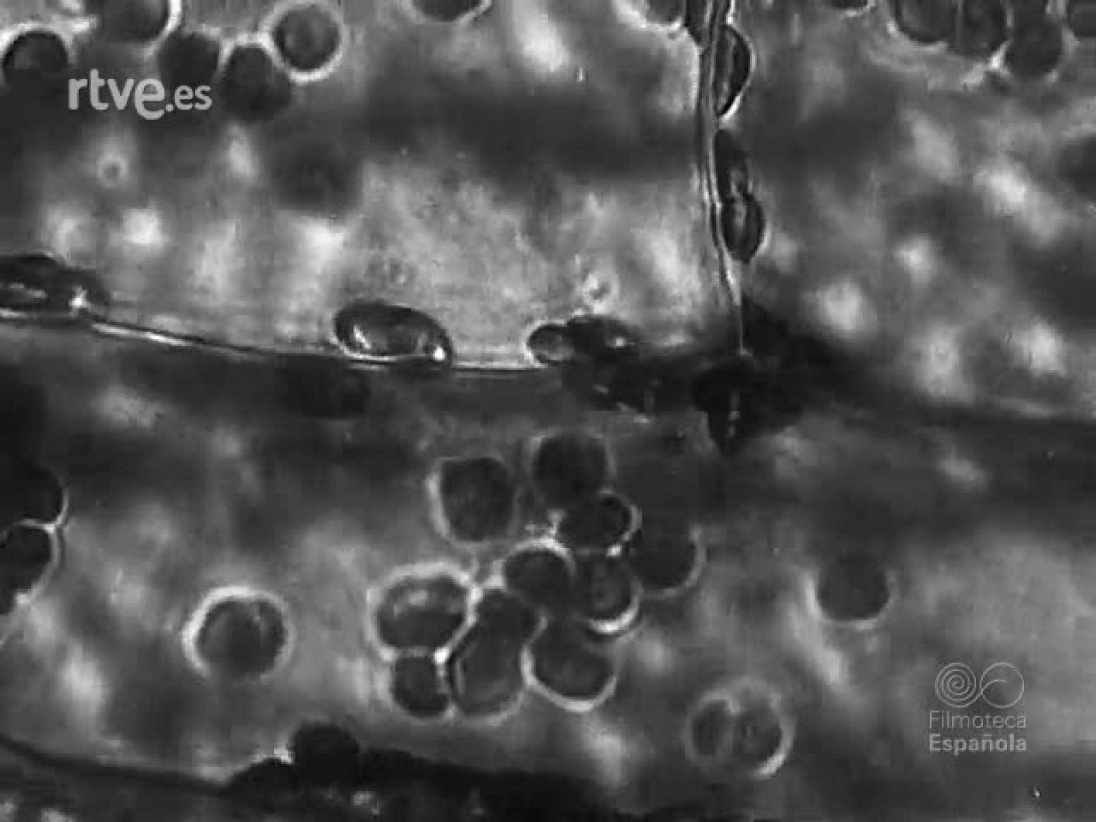 EL MICROSCOPIO | Ver
