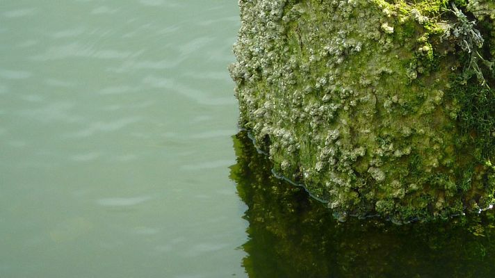 Telediario 1 - Los percebeiros cogiendo percebes