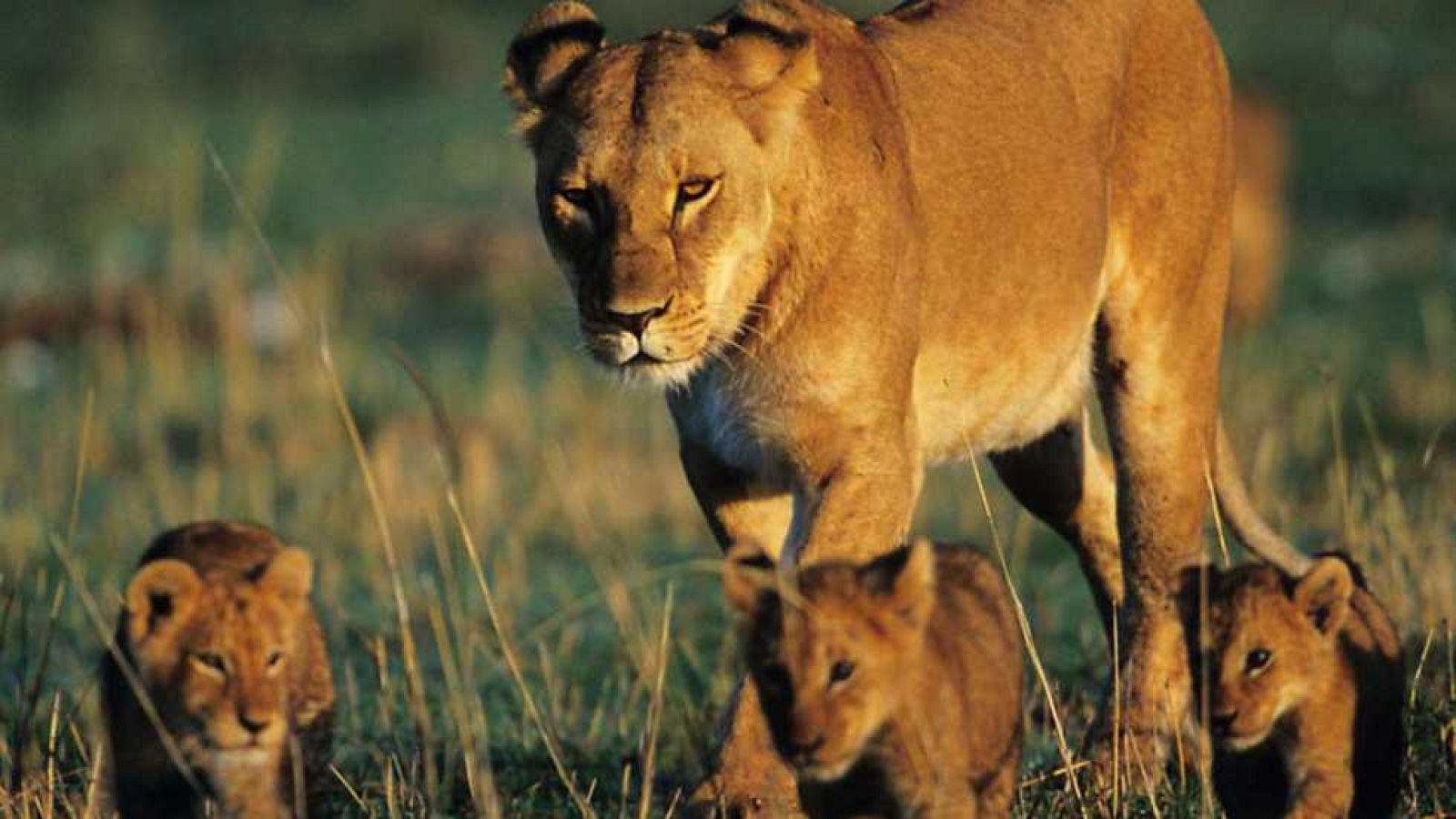 Grandes documentales - Leona en el exilio - Ver ahora