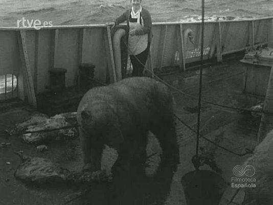 Archivo Histórico - CAZA DEL OSO POLAR. - (DESCARTES)