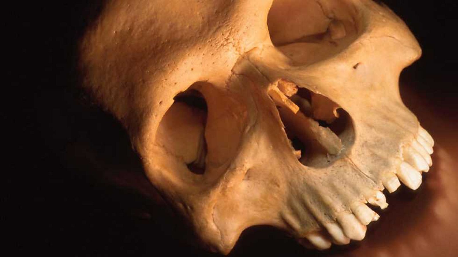 El universo humano - De mono a astronauta - Ver ahora