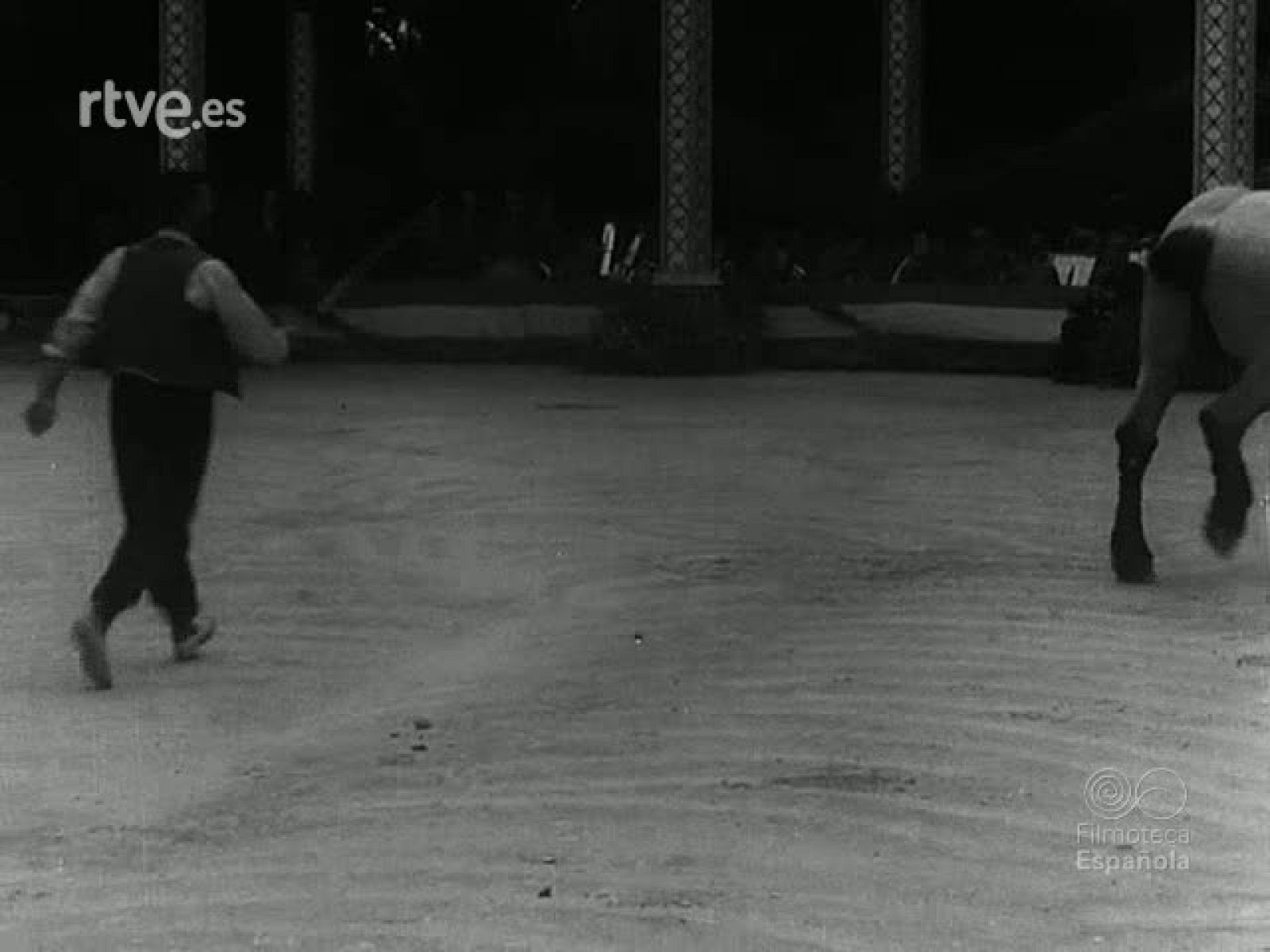 4 CONCURSO PROVINCIAL DE GANADOS EN CASTELLON (MATERIALES SIN MONTAR) | Ver