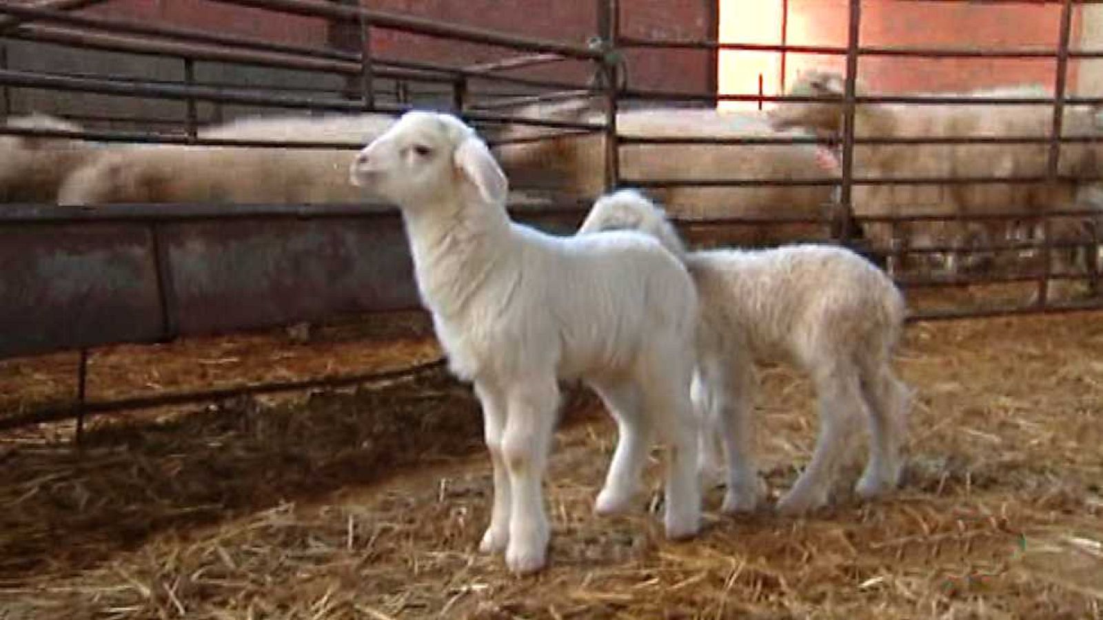 Agrosfera - 27/12/14  - Ver ahora