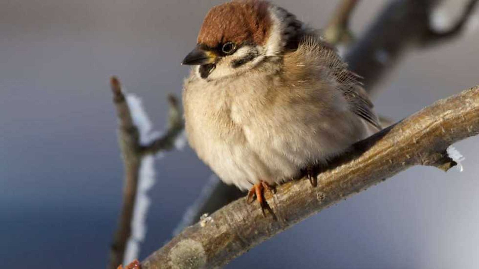 Grandes documentales - El mundo de los gorriones - Ver ahora