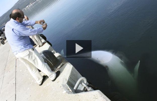  - Una ballena empotrada en la proa