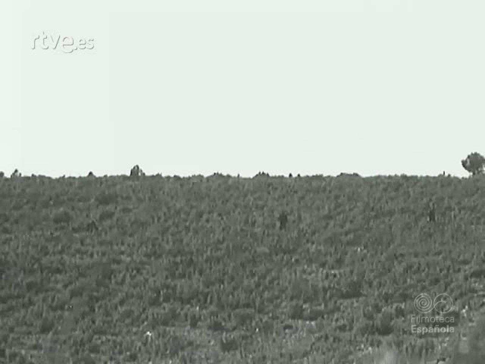 FRANCO CAZA  PERDICES EN ALBACETE. (MATERIALES SIN MONTAR) | Ver