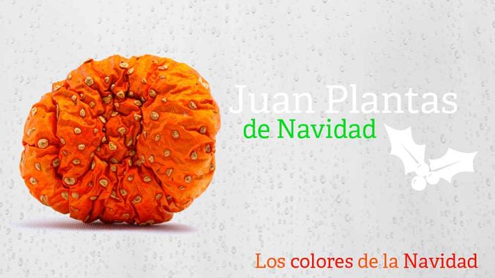 Aquí la Tierra - Juan Plantas y los colores de la Navidad