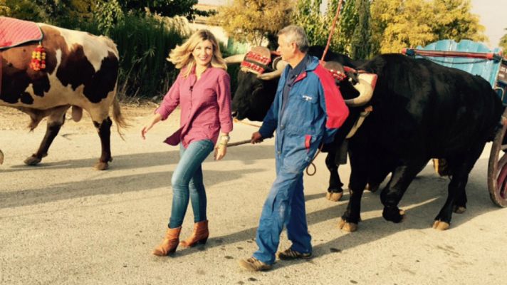 Aquí la Tierra - Los bueyes estrella de la Cabalgata