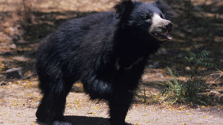 Grandes documentales - El oso del Libro de la selva