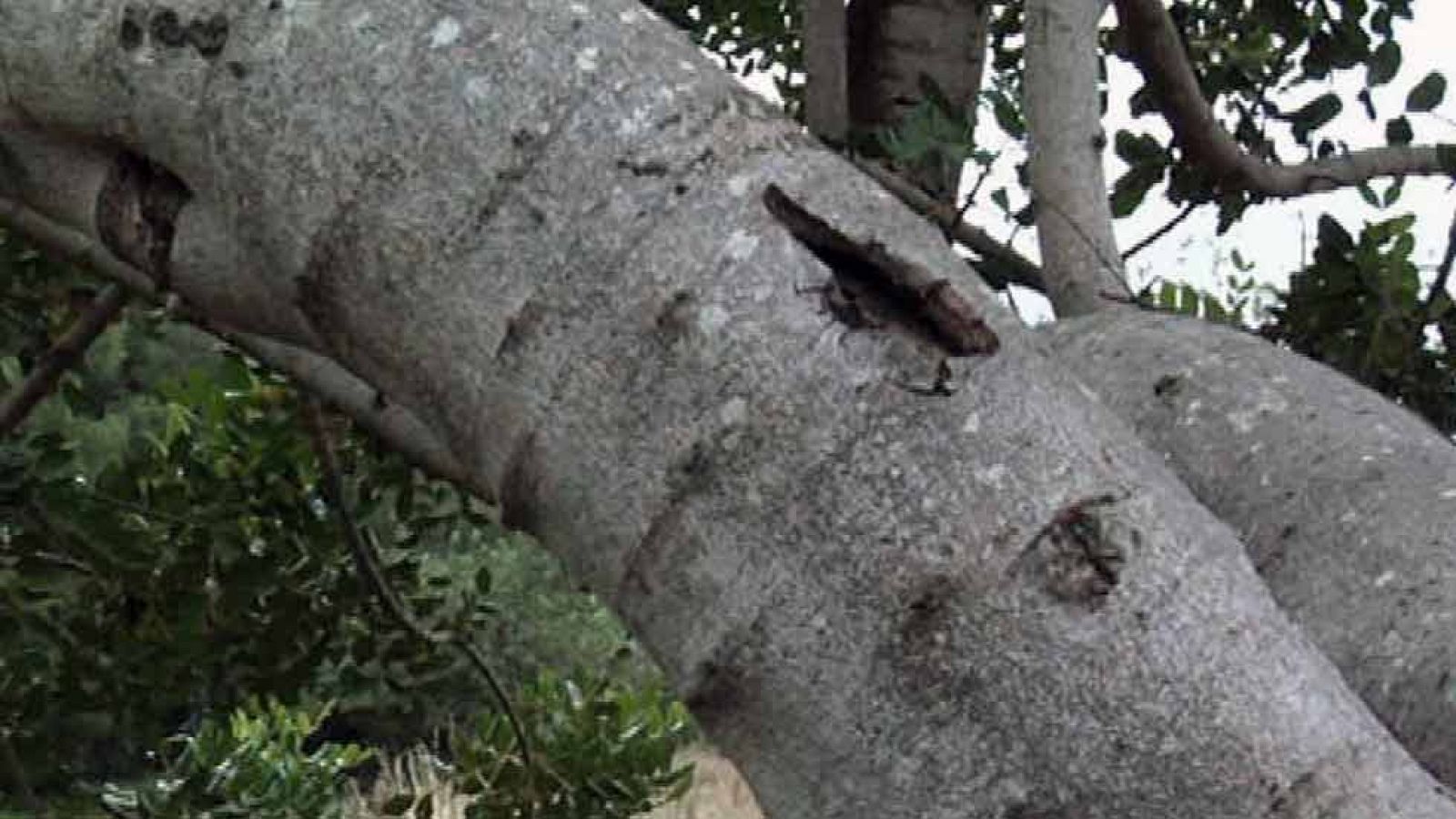 Recetas increíbles con algarrobas