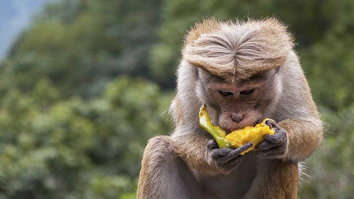 Grandes documentales - Sabores de Sri Lanka. La Isla Preciosa