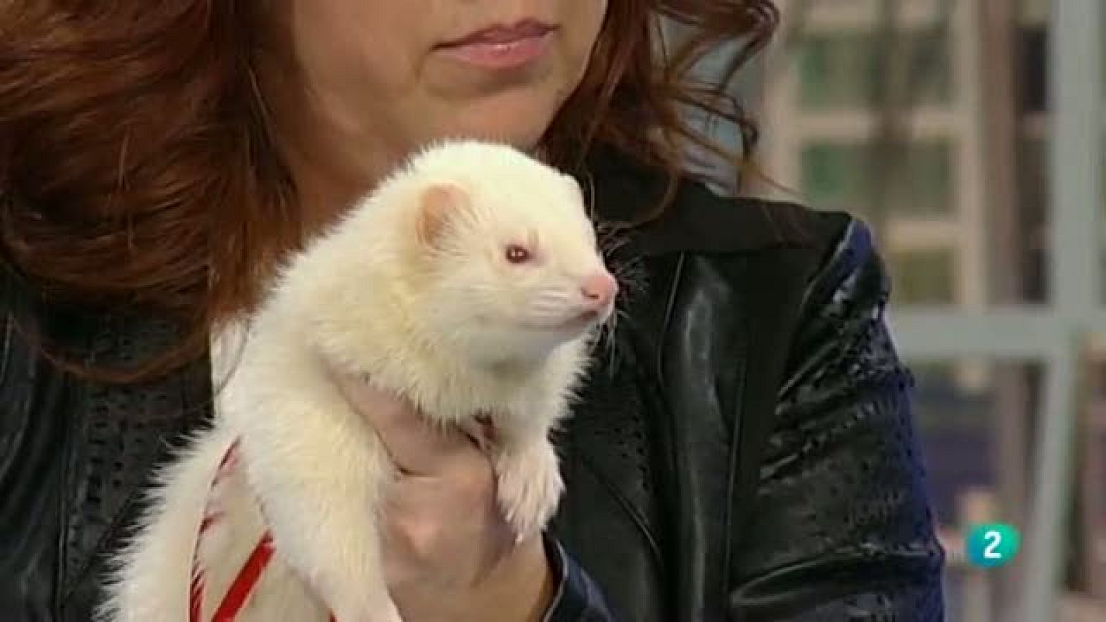 Para Todos La 2 - Animales - Los hurones y sus cuidados