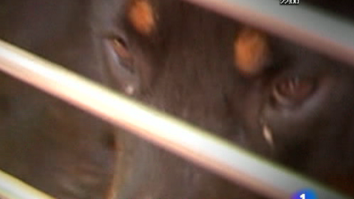 España Directo - Dos perros atacan a cuatro personas en Murcia