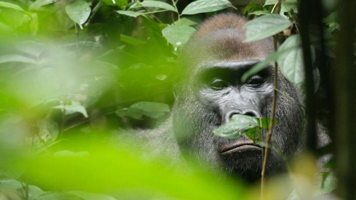 Documenta2 - Los jueves a las 22.00 h en La 2: 'Africa'