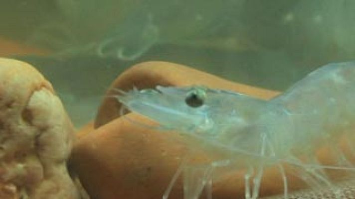 Aquí la Tierra - Langostinos ecológicos de secano