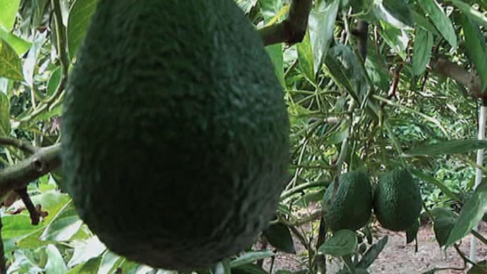 Aguacates malagueños de primera