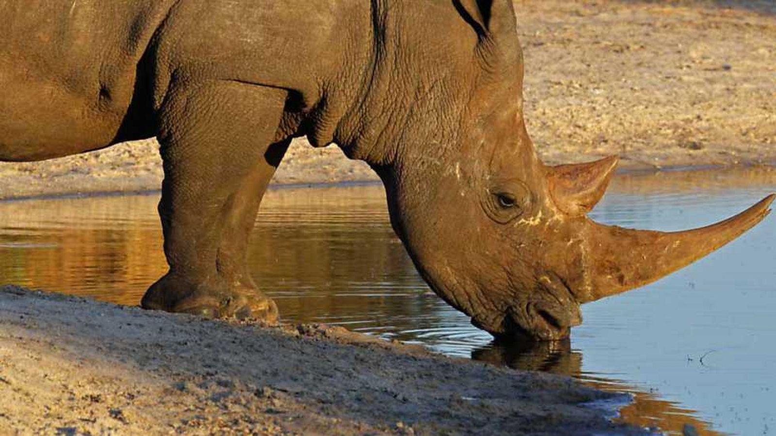 Docufilia - África: Kalahari - Ver ahora