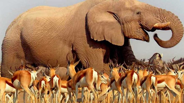 Documenta2 - África: Sabana