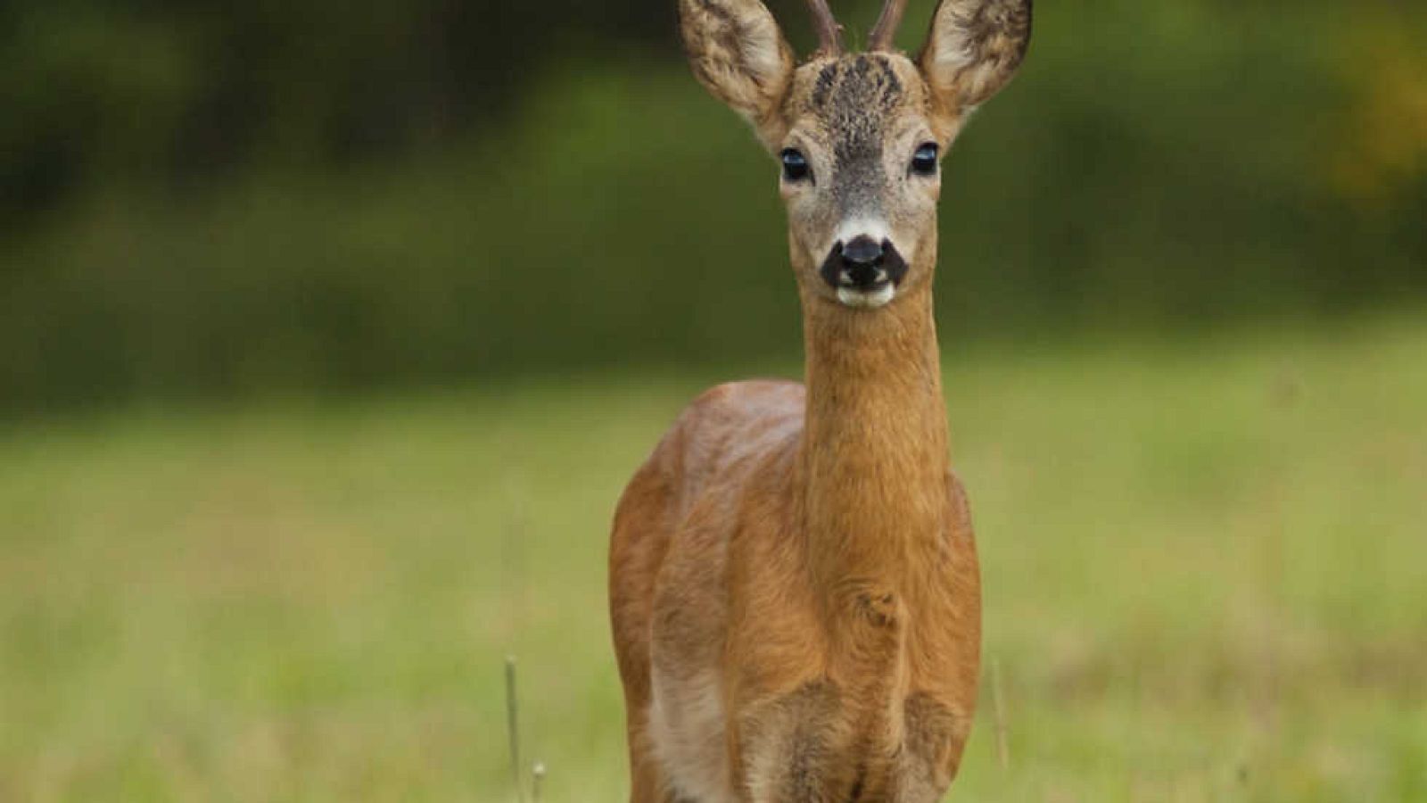 Jara y sedal - Entre el mar y la montaña - ver ahora