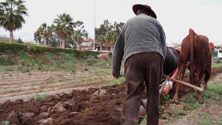 Aquí la Tierra - Bueyes pajunos en peligro de extinción