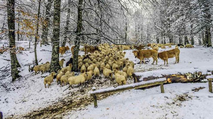 El tiempo - Alerta naranja por acumulación de nieve en la zona suroccidental asturiana
