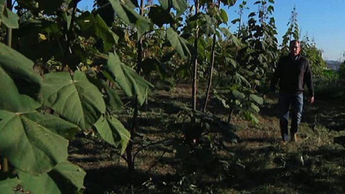 Aquí la Tierra - El árbol del futuro