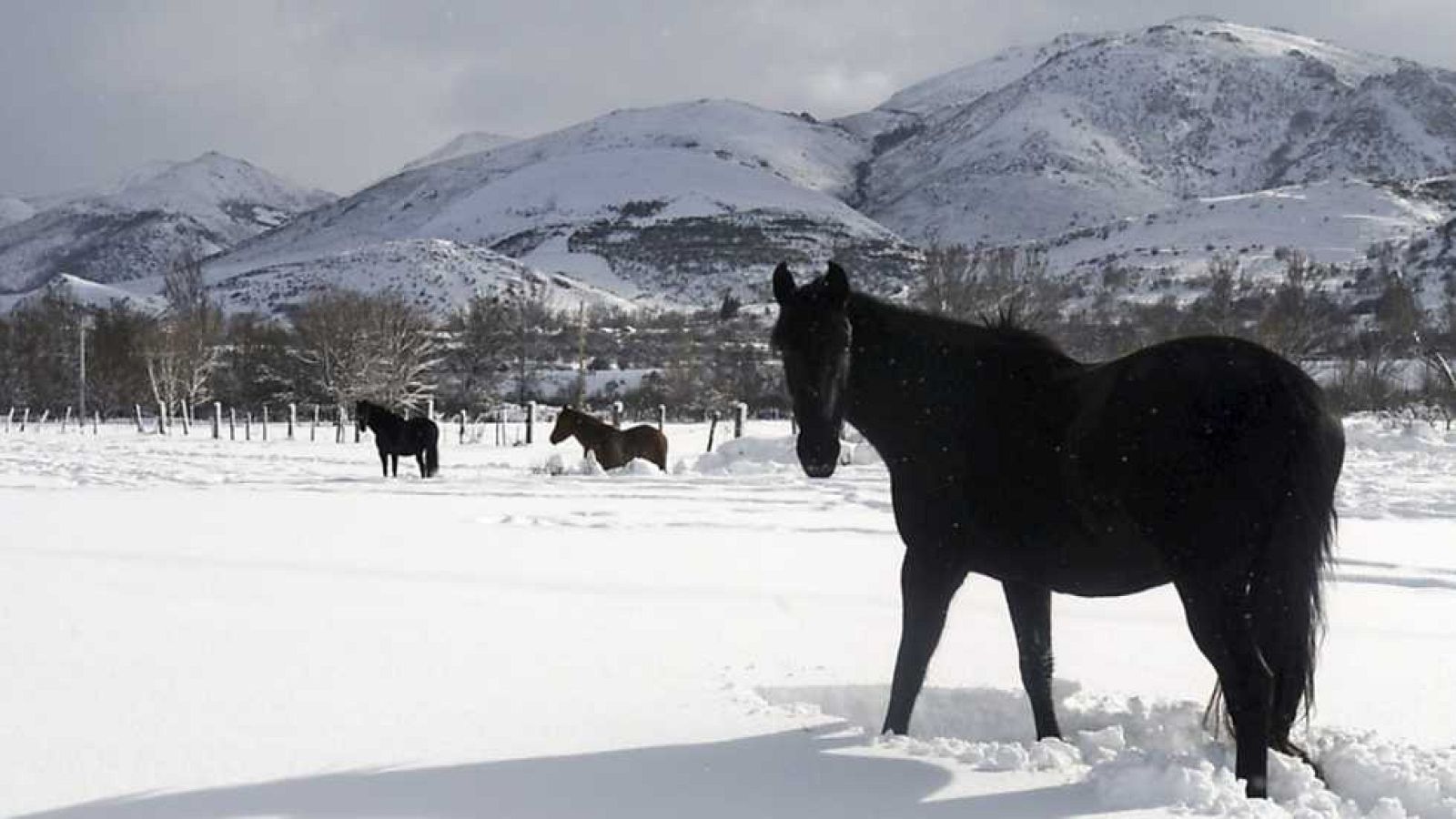 La mañana - Primera parte - 21/01/14 - ver ahora