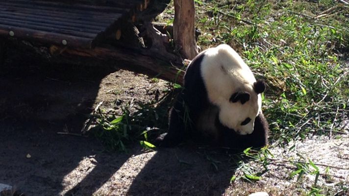 Aquí la Tierra - El invierno llega al zoo