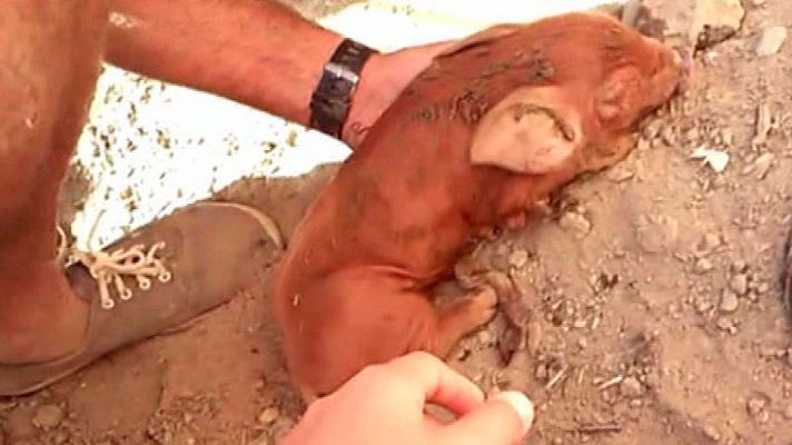 Aquí la Tierra - El milagro de la vida