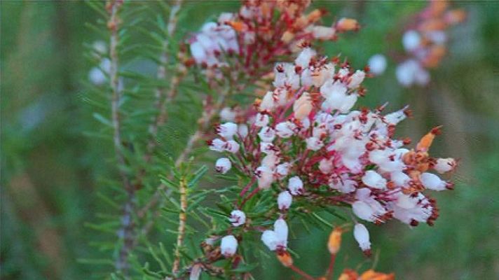 Aquí la Tierra - Juan Plantas y la flor del brezo