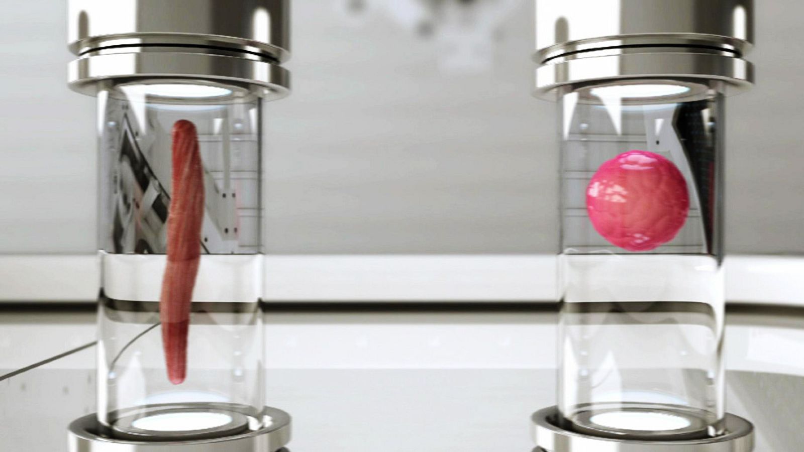 Documentos TV - Carne de laboratorio - Avance - Documentos TV | Ver