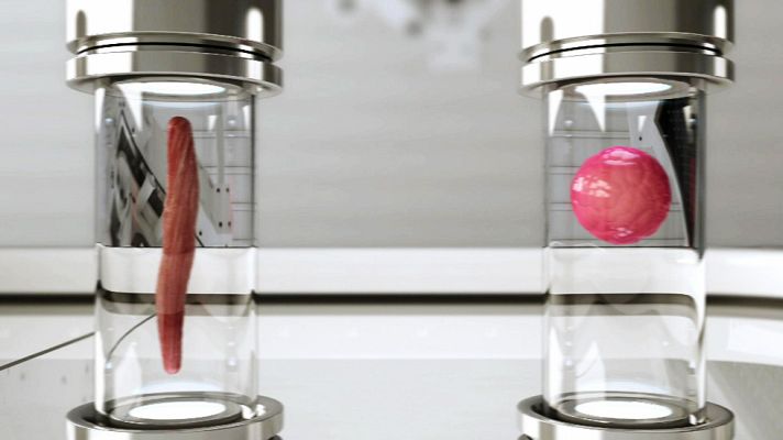 Documentos TV - Carne de laboratorio - Avance