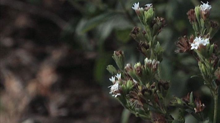 Aquí la Tierra - La stevia, dulce y sana por dentro