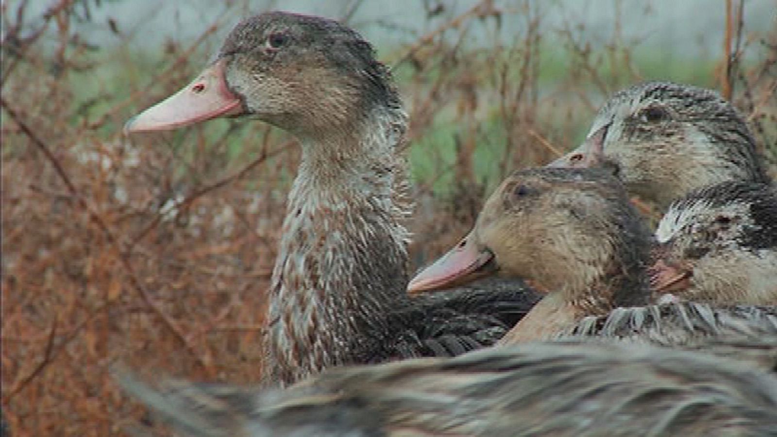 Aquí la Tierra - Villamartín de Campos, donde el pato es el rey | Ver