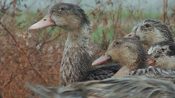 Aquí la Tierra - Cuando el pato es el rey