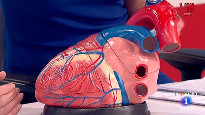 La mañana - El corazón