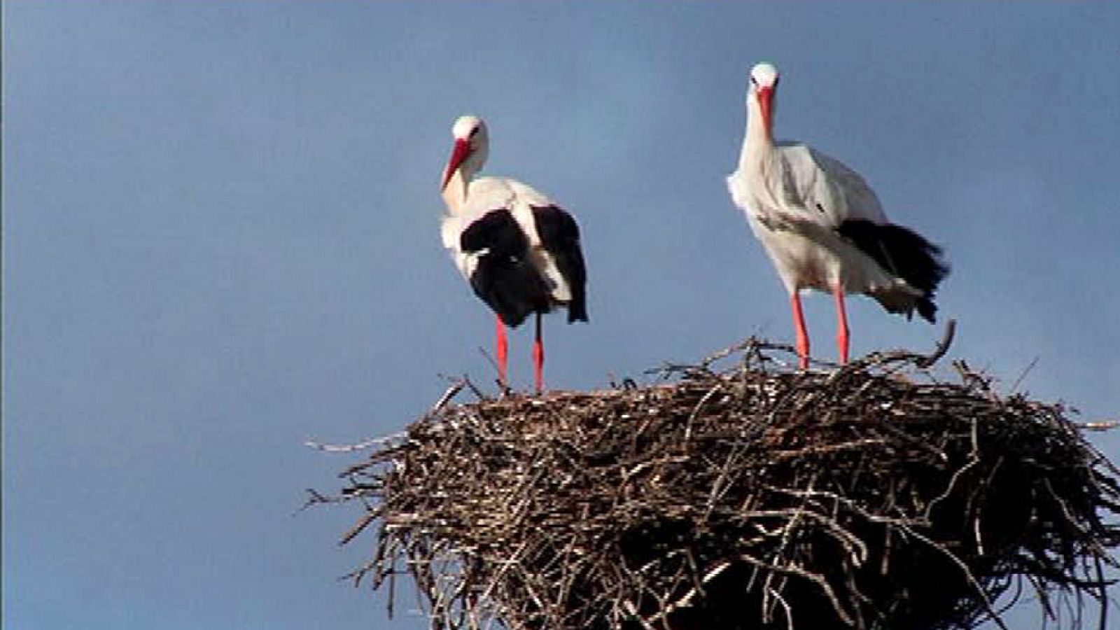 Por San Blas la cigüeña verás