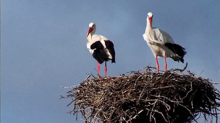 Aquí la Tierra - Por San Blas la cigüeña verás