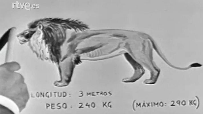 El planeta azul - El león (I)