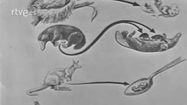 El planeta azul - Fauna australiana