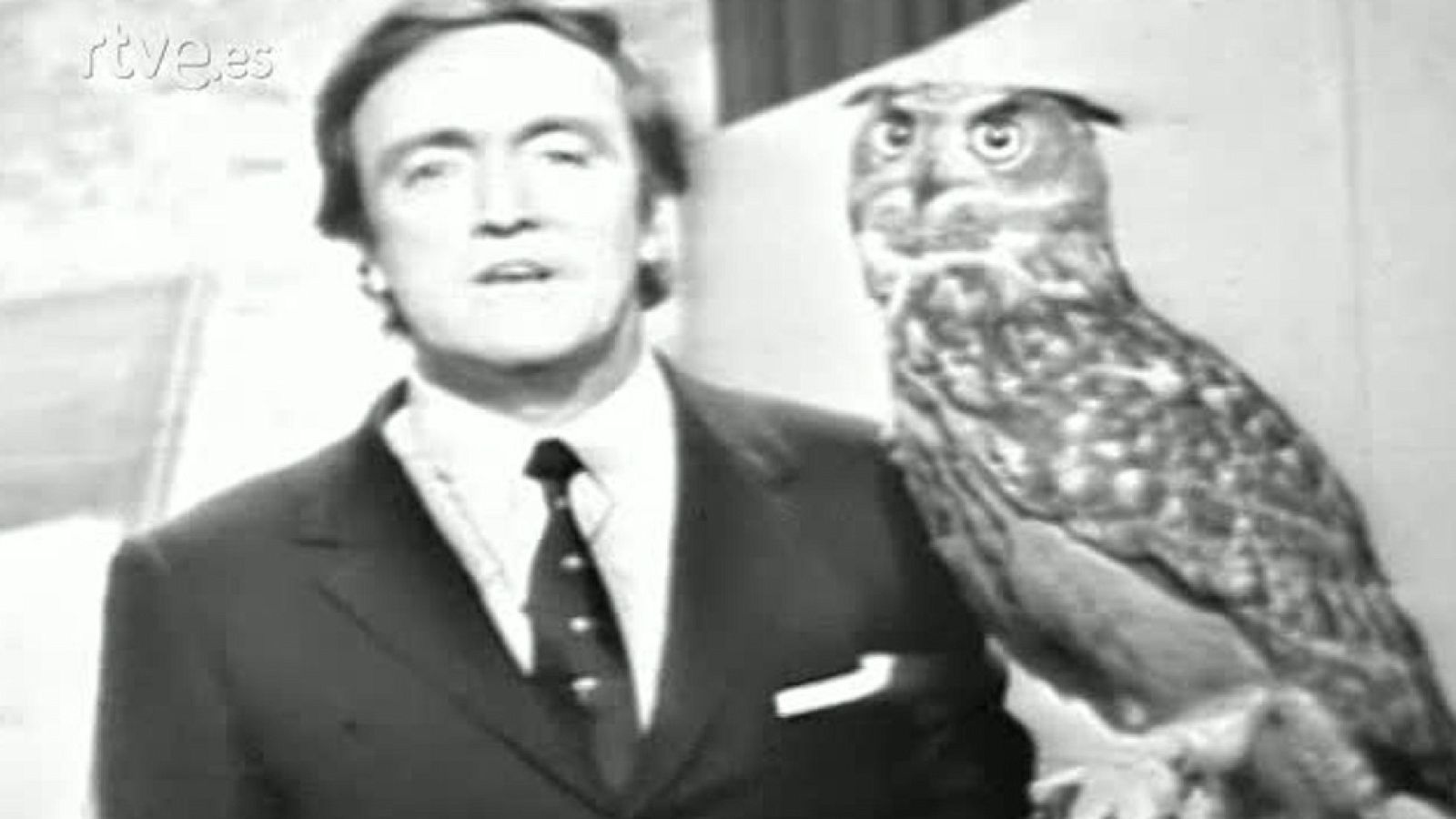 Fauna - Los búhos (I)